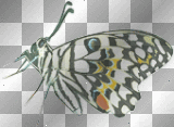 Butterfly (left)  **db**