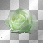 Green Rose  **db**
