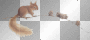 Squirrel On Brach  (left)  **db**