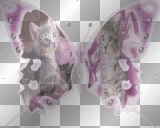 Kitten Butterfly  **db**