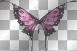 Purple & Black Butterfly  **db**