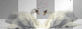 Swans In Love  **dnb**