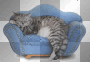 animated animal cat