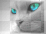 white kitty w/blue/green eyes