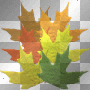 fall leaves