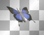 black blue animated butterfly