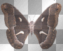 brown butterfly