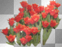 Flower Flowers Blume Blumen