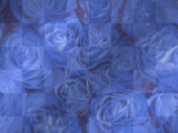 blue roses