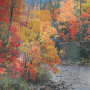 Autumn/Fall Background