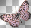 Pink Black Butterfly