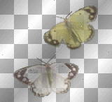 flying butterflies