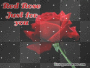 Red Rose
