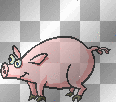 dancing pig