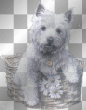 cute dog puppy glitter daisy 