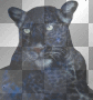 cat cat