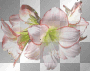 Amaryllis