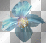 Anemone