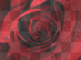 Red Rose