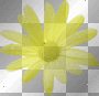 yellow daisy yellow daisy