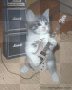 Gatto