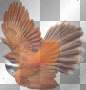 bird