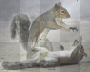 2squirrels