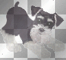 SCHNAUZER