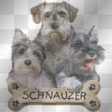 Schnauzer With A Bone