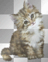 kitten cute animal