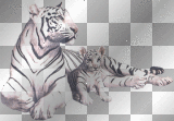tiger cat white
