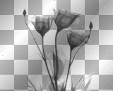 black flowers