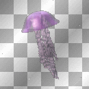 Jelly Fish