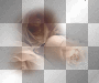3 roses 3 roses