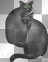 black cats halloween animation cat black cats halloween animation cat
