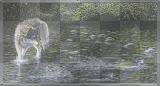 loup dans la rivière