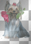 rosa dog