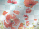 Background poppies