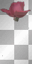 Bleeding Rose