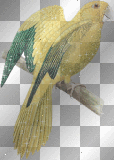 Yellow & Green Bird (right)  **d/n/b/**