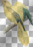 Yellow & Green Bird (left)  **d/n/b/**