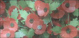 Memorial Day poppies