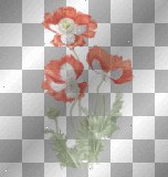 poppies