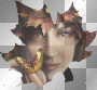 Autumn/Fall Leaf