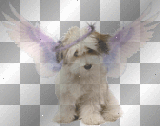 Sweet doggy at the other side of the rainbow