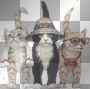 dancing cat friends