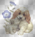 Animated - Cute Kitty & Puppy Luv