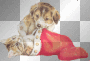 Puppy & Kitten  ;-}