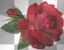 red rose