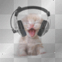 music cat